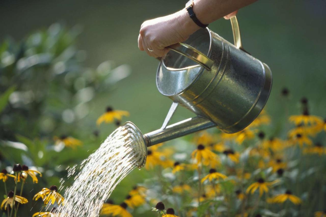 How Often Should You Water Outdoor Plants?