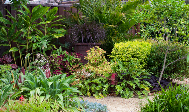 Don's Tips: Grouping Plants - Burke's Backyard